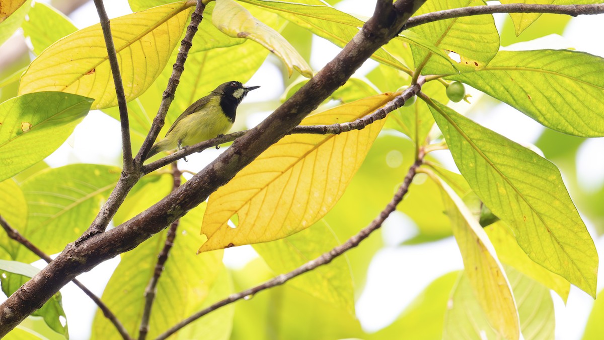Fairy Gerygone - ML646341127