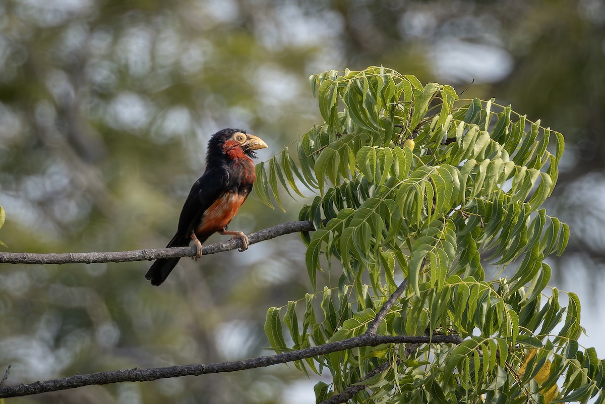 Bearded Barbet - ML646341128