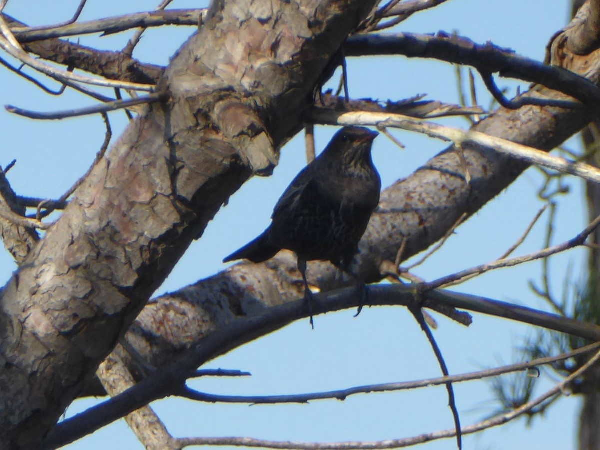 Ring Ouzel - ML646341129