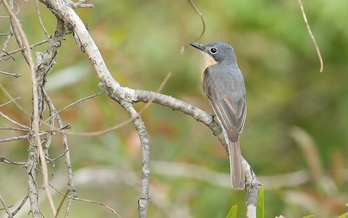 Leaden Flycatcher - ML646341130