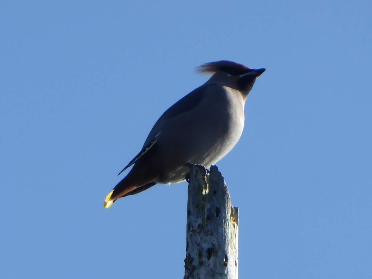 Bohemian Waxwing - ML646341131