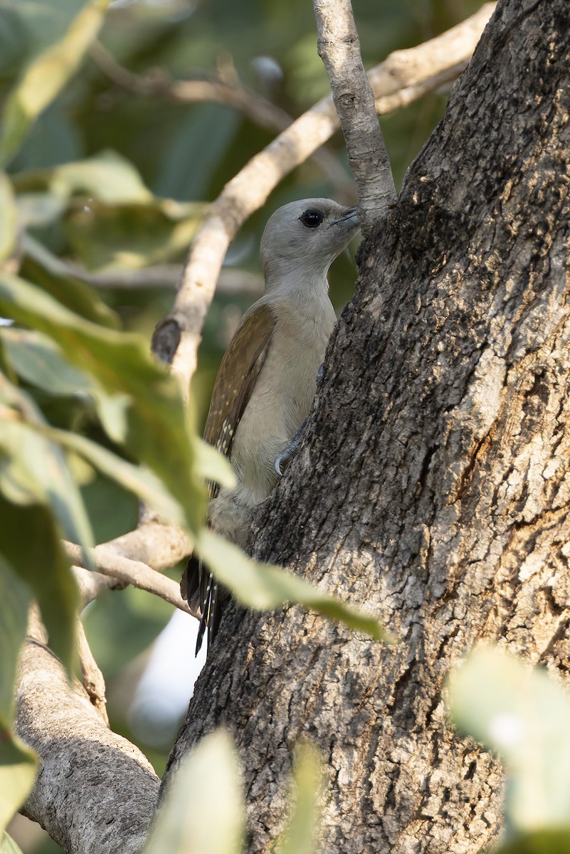 African Gray Woodpecker - ML646341132