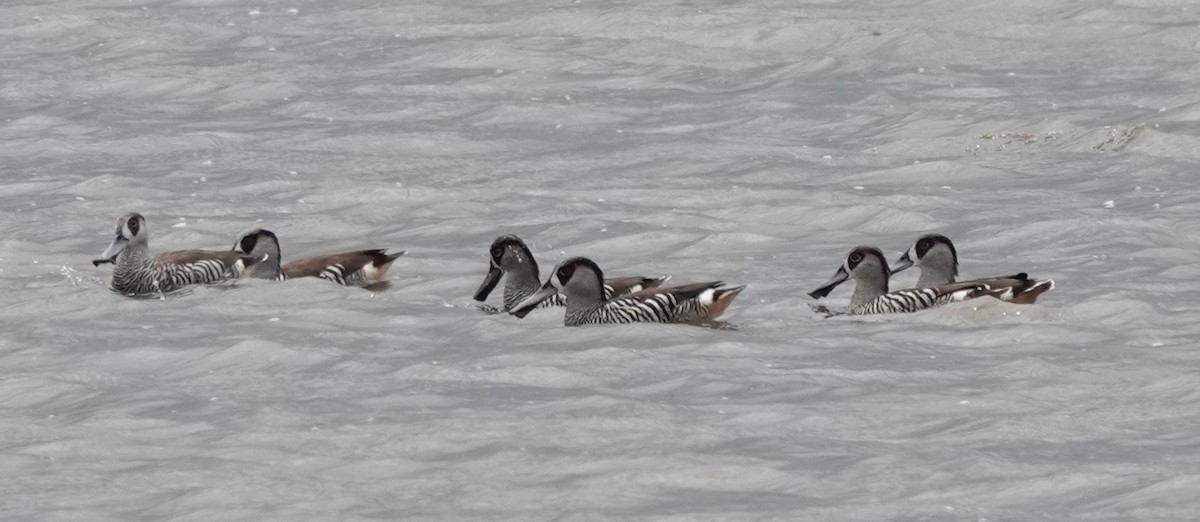 Pink-eared Duck - ML646341134