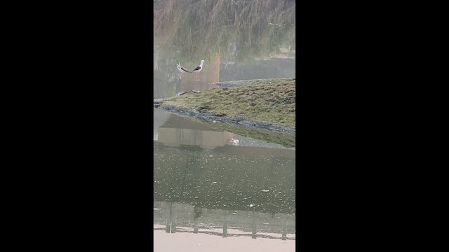 תמירון - ML646341136