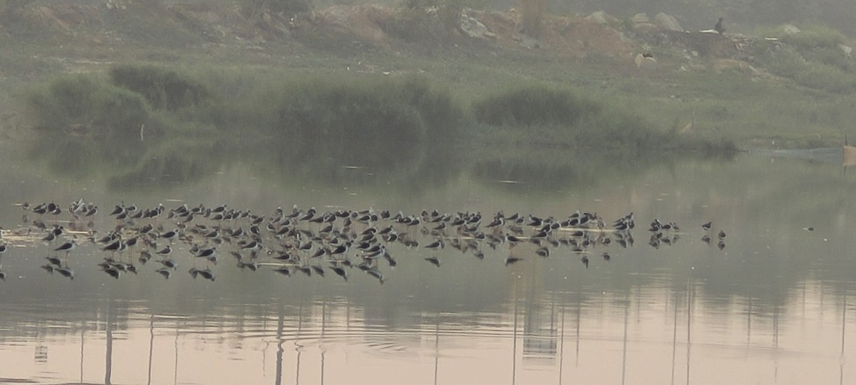 Zankaluze eurasiarra - ML646341137