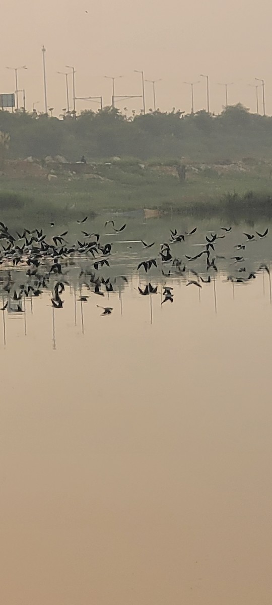 Zankaluze eurasiarra - ML646341138