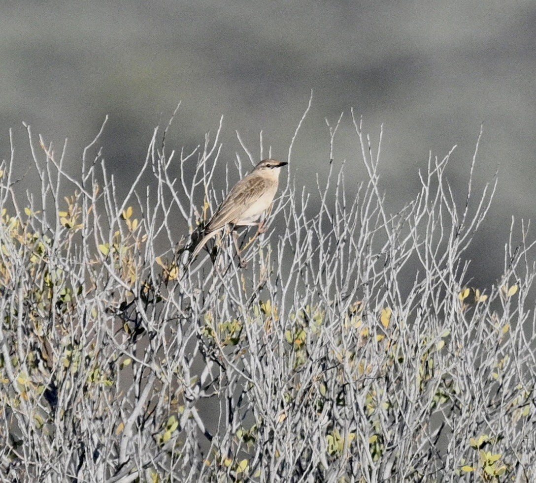 Rufous Songlark - ML646341139