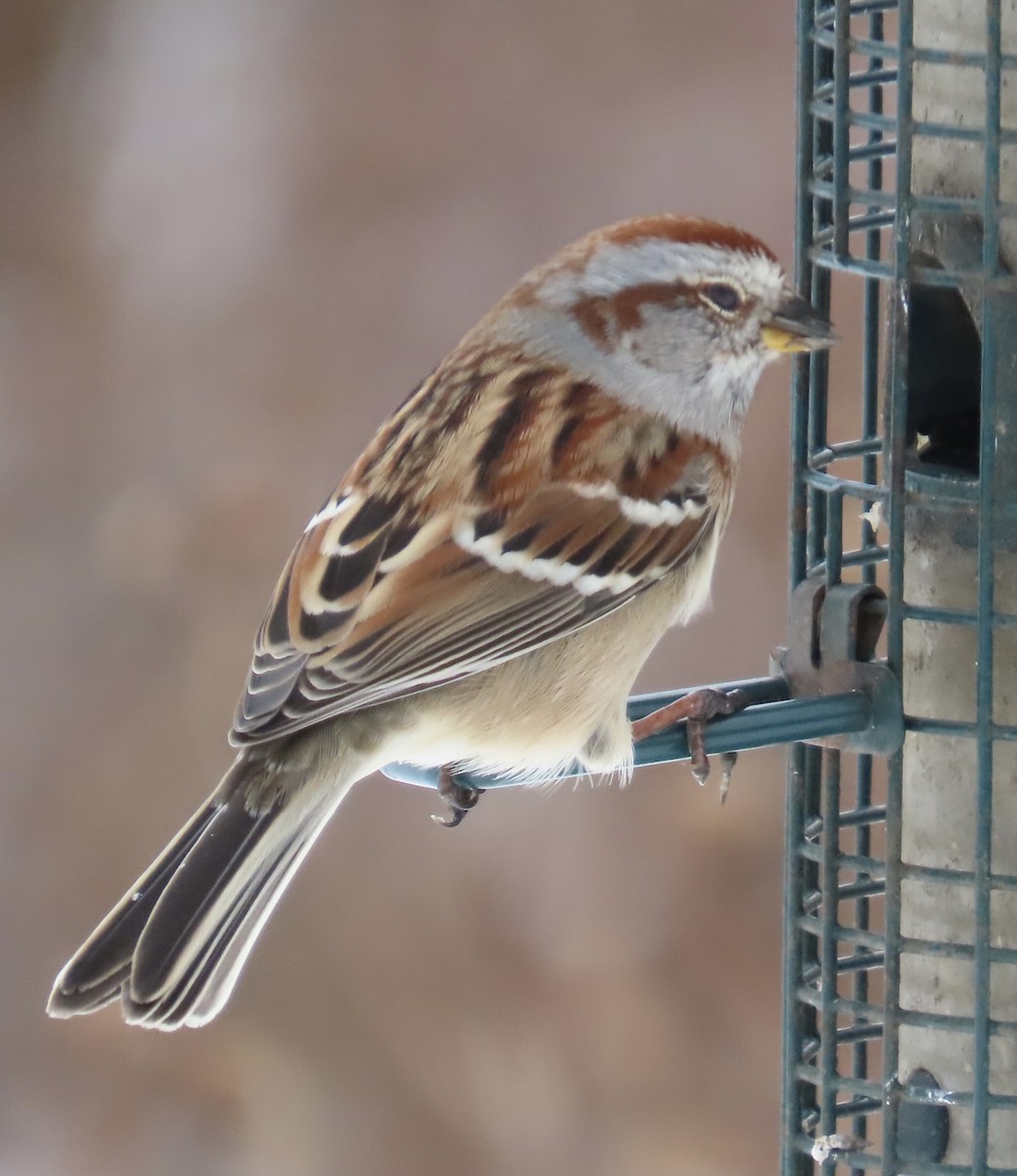 Hudson Körfezi Serçesi - ML646341140