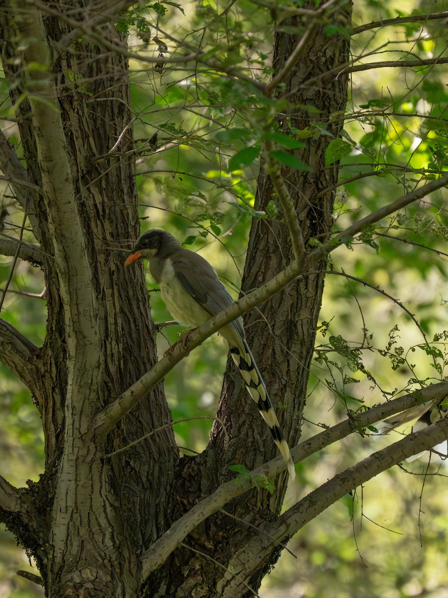 Red-billed Blue-Magpie - ML646341141
