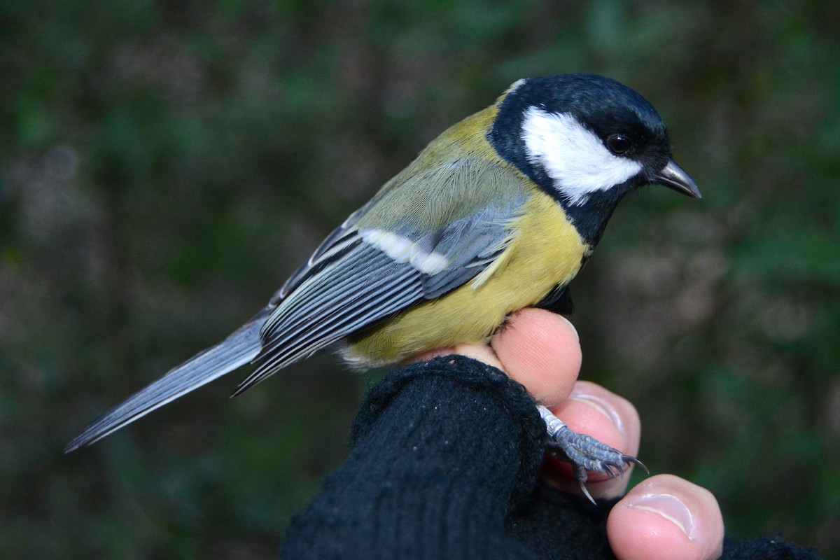 Kaskabeltz handia - ML646341146