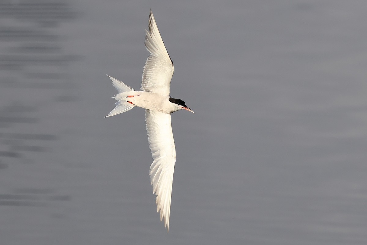Common Tern - ML646341147