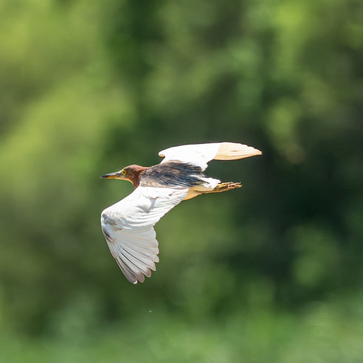 Chinese Pond-Heron - ML646341152