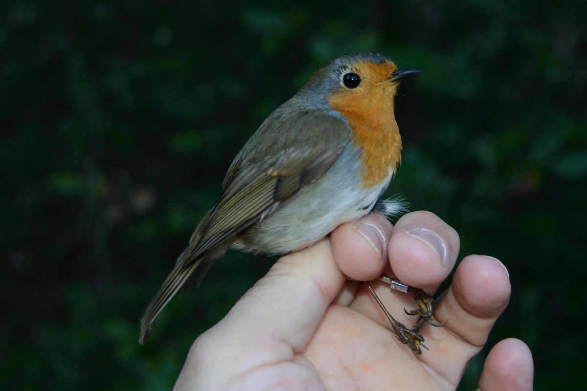 Txantxangorria - ML646341153