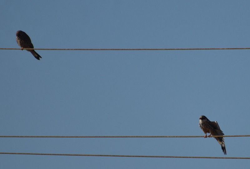 Amur Falcon - ML646341155