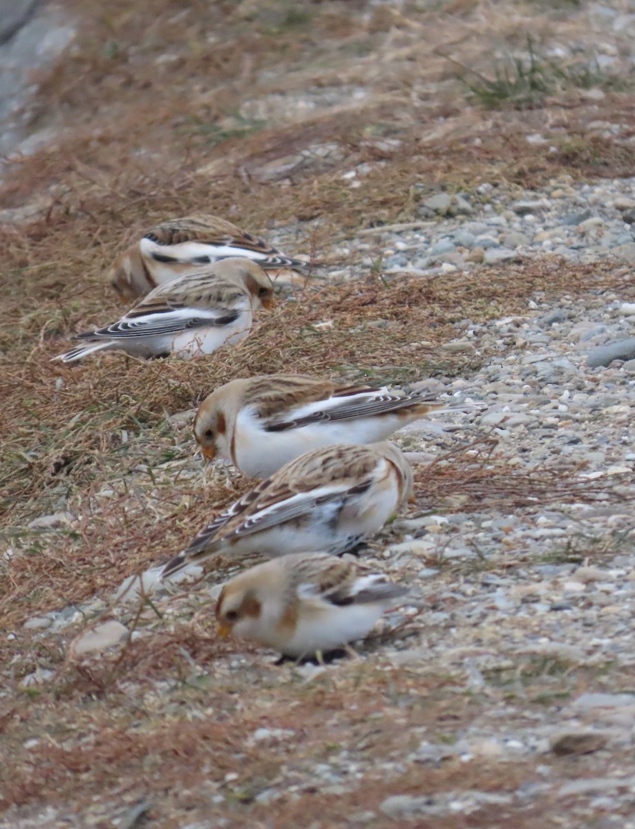 Alaca Çinte - ML646341163