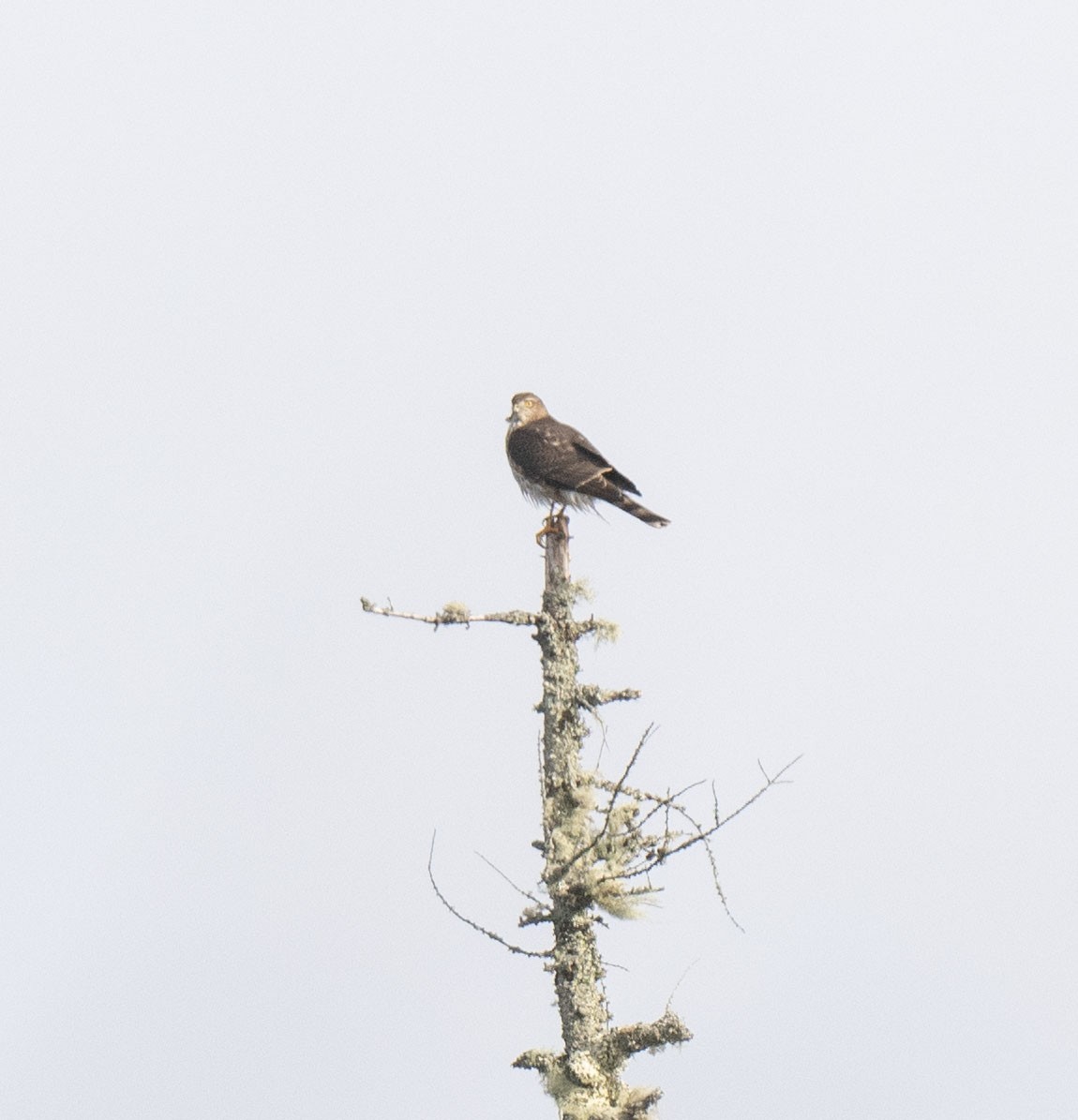 Sharp-shinned Hawk - ML646341164