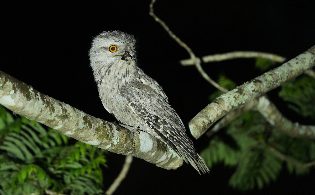 Tawny Frogmouth - ML646341170