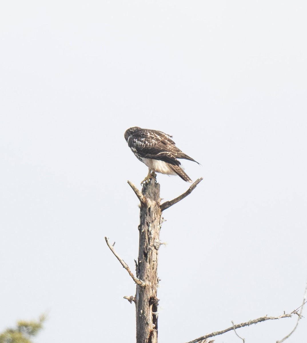 Red-tailed Hawk - ML646341172