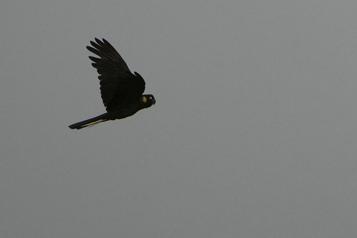 Yellow-tailed Black-Cockatoo - ML646341177