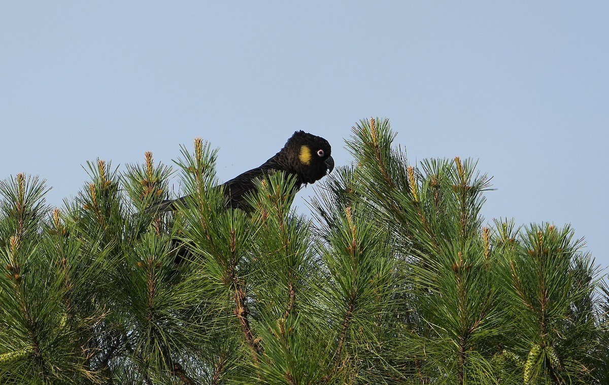 Yellow-tailed Black-Cockatoo - ML646341178