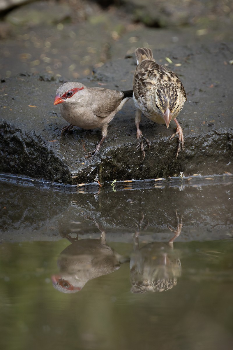 Black-rumped Waxbill - ML646341183