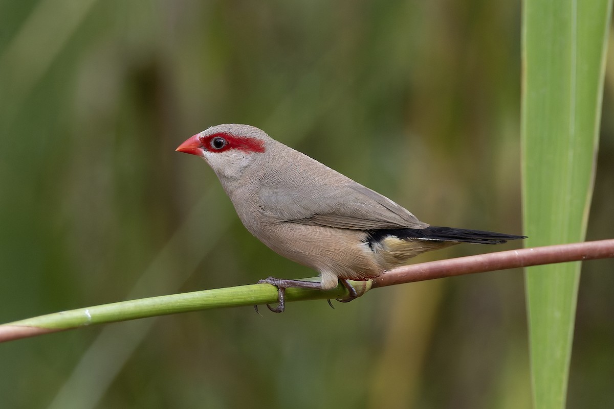 Black-rumped Waxbill - ML646341184