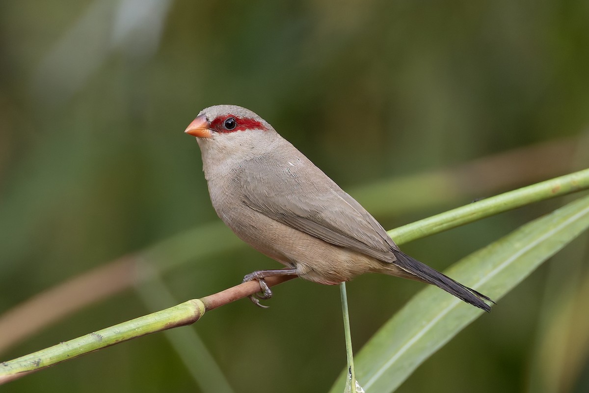 Black-rumped Waxbill - ML646341185