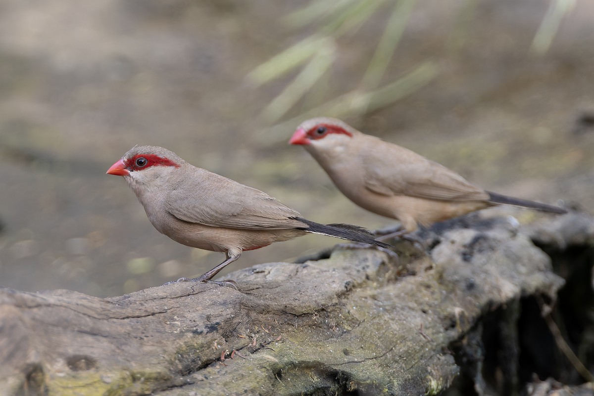 Black-rumped Waxbill - ML646341187