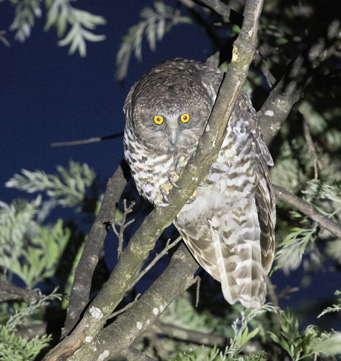 Powerful Owl - ML646341188