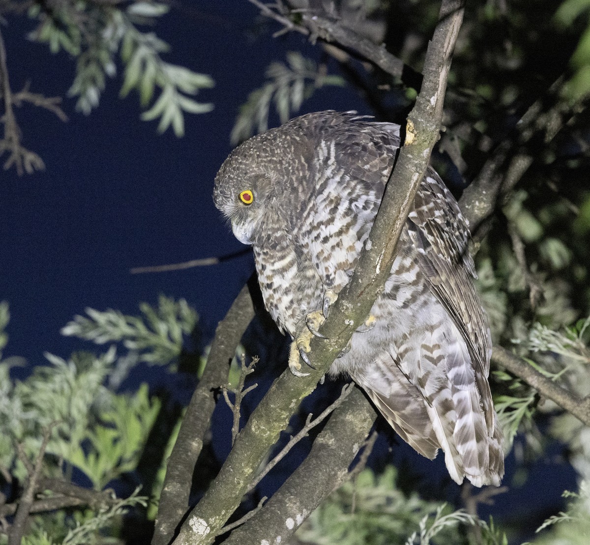 Powerful Owl - ML646341189