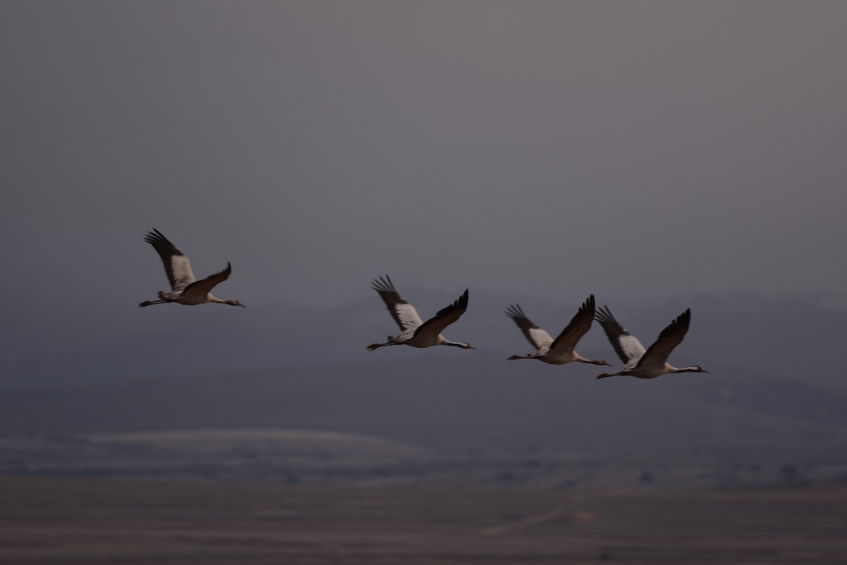 Kurrilo arrunta - ML646341190