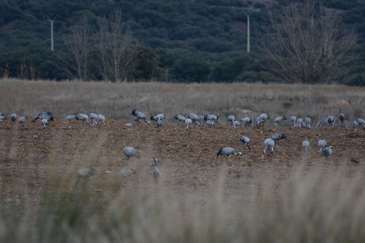 Kurrilo arrunta - ML646341191