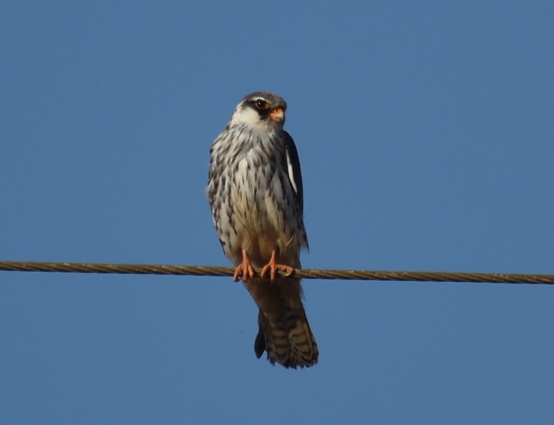 Amur Falcon - ML646341192