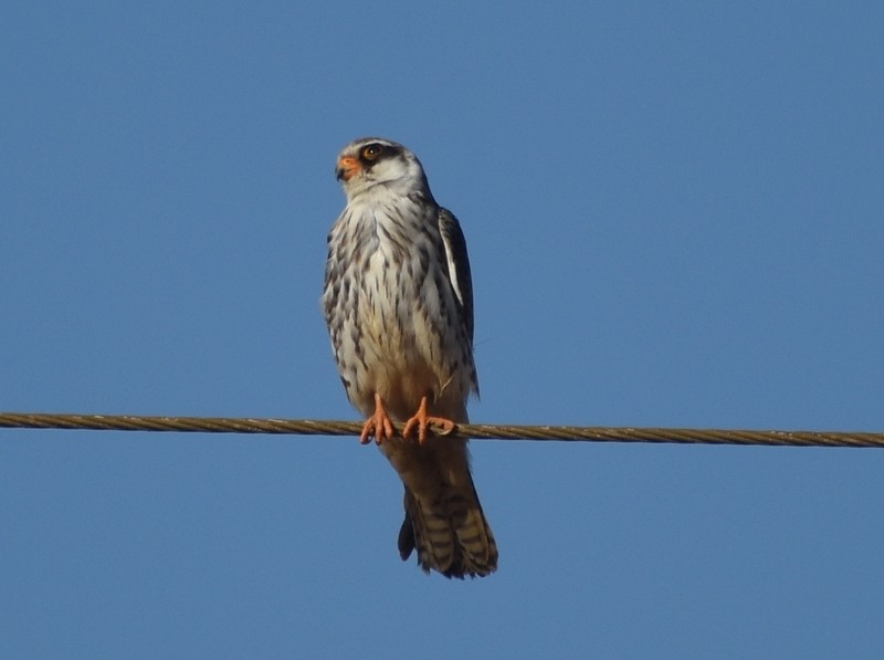 Amur Falcon - ML646341194