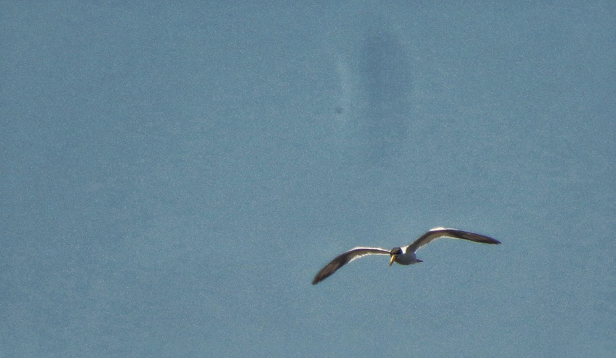 Large-billed Tern - ML646341196