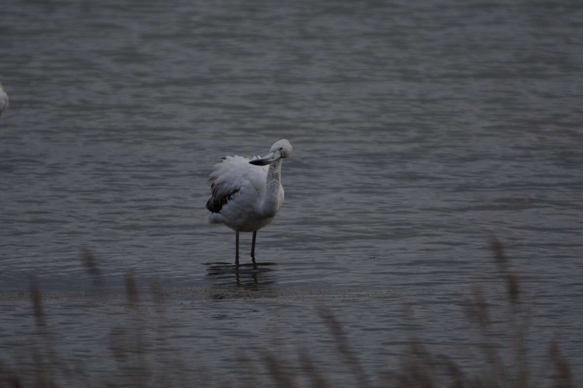 Flamenko handia - ML646341198