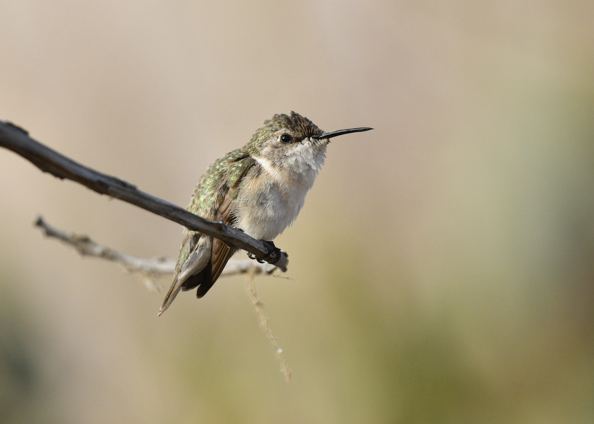 Peruvian Sheartail - ML646341199