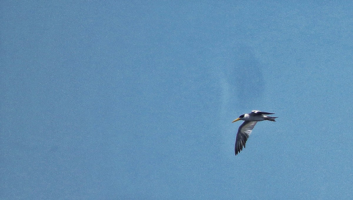 Large-billed Tern - ML646341200