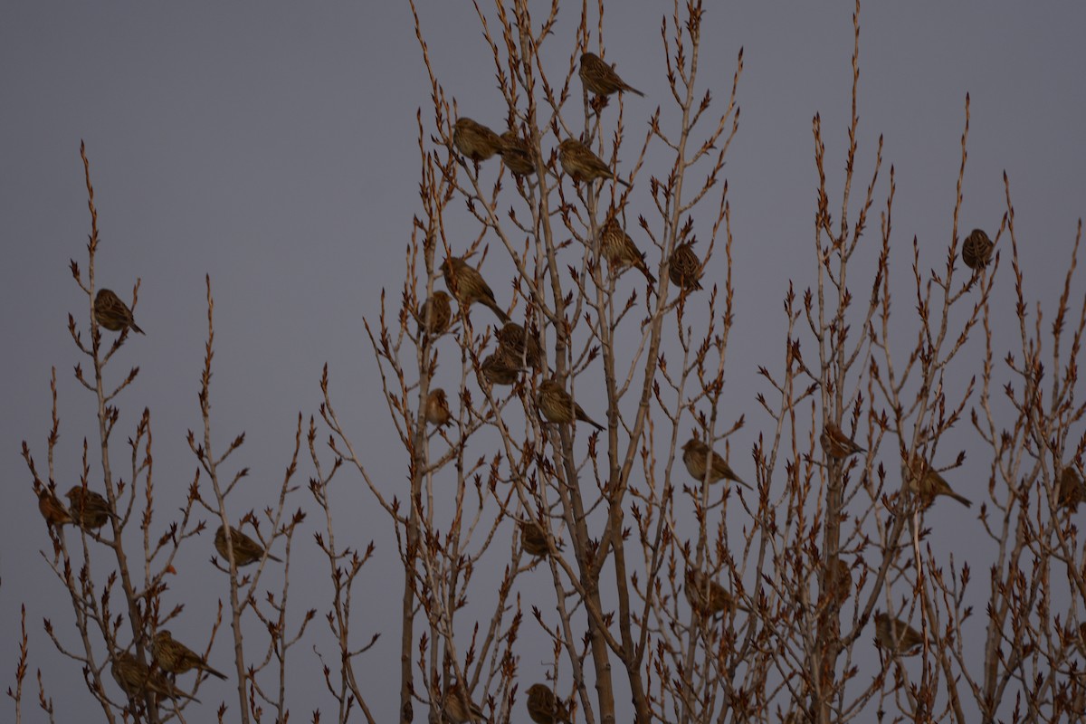 Gari-berdantza - ML646341205