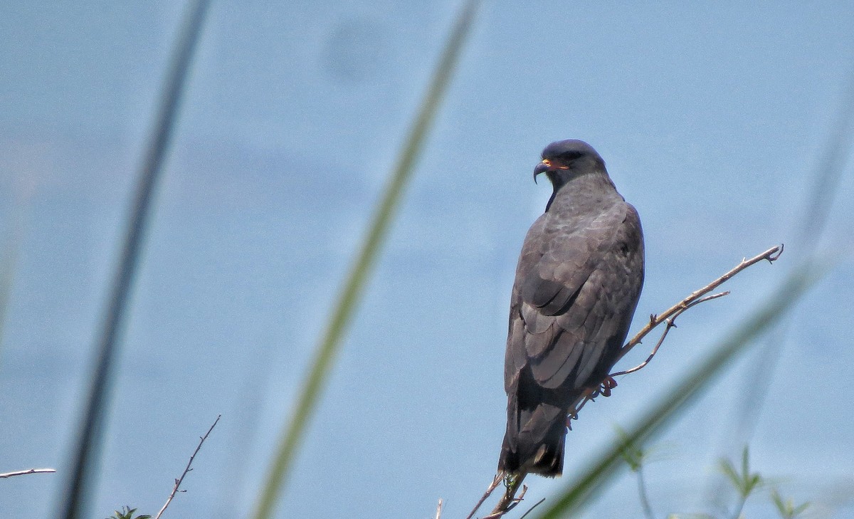 Snail Kite - ML646341206