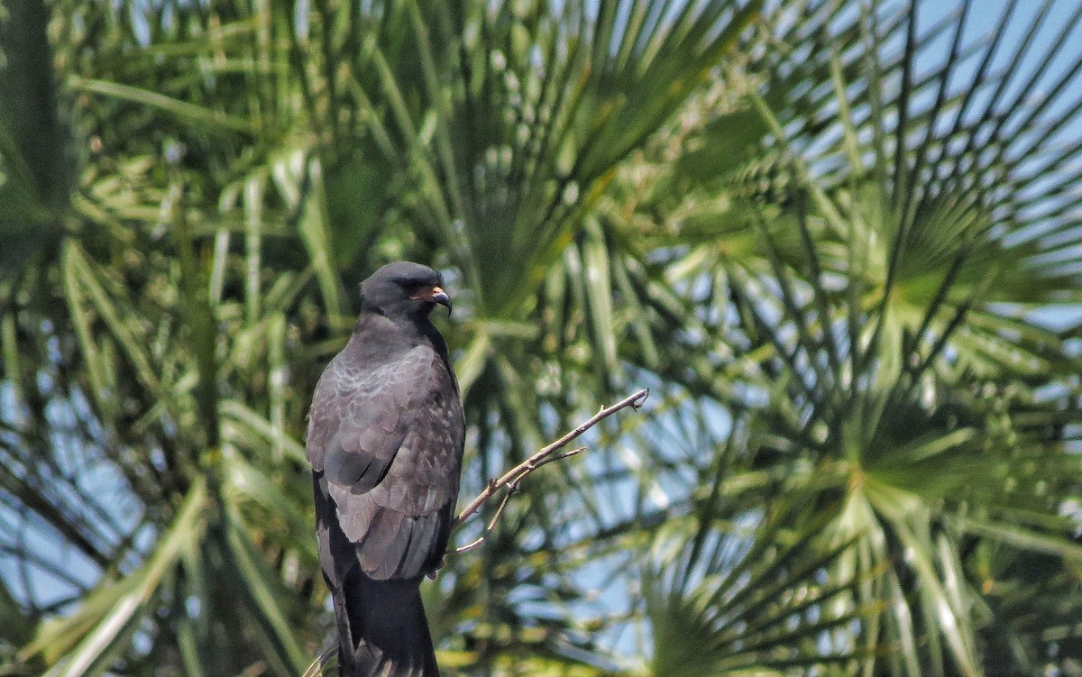 Snail Kite - ML646341208