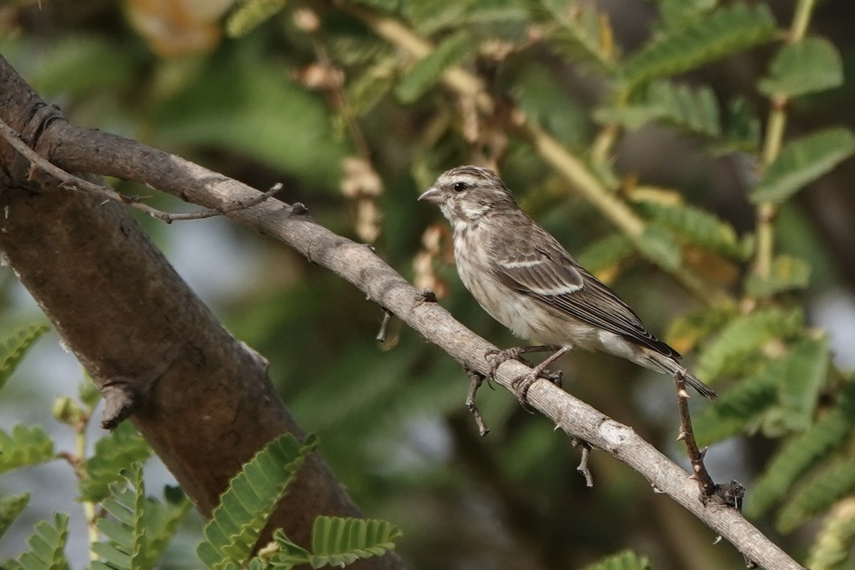 Reichenow's Seedeater - ML646341211