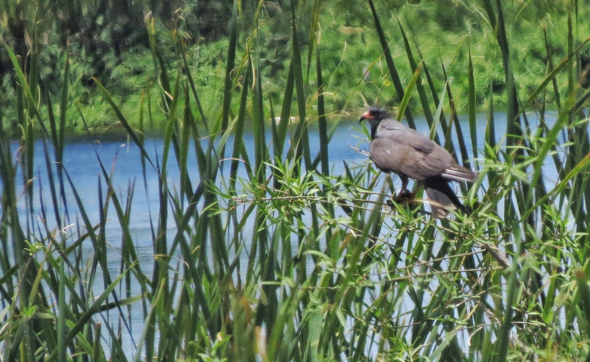 Шуліка-слимакоїд червоноокий - ML646341212