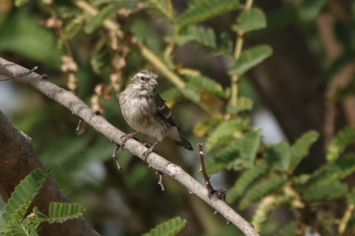 Щедрик буроволий - ML646341213