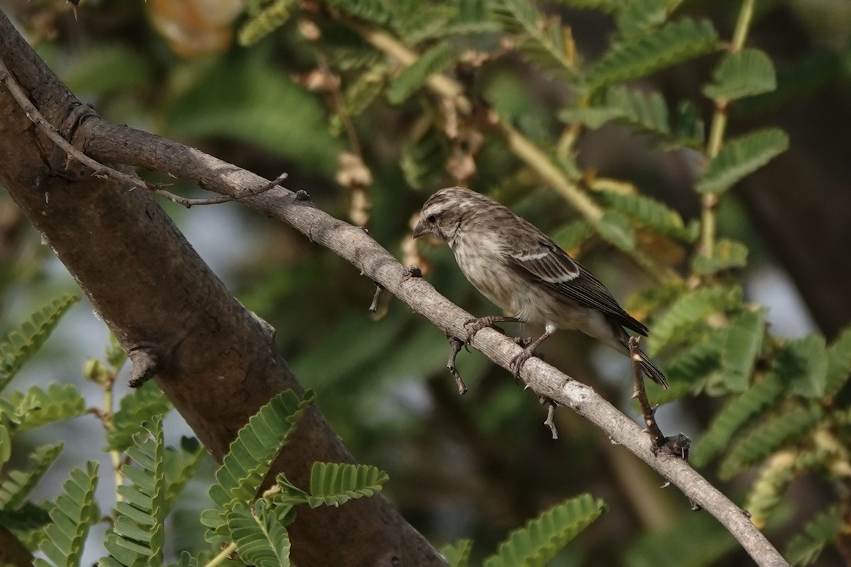 Щедрик буроволий - ML646341214