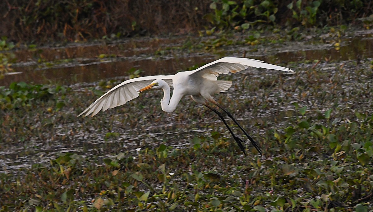 Чапля велика - ML646341215