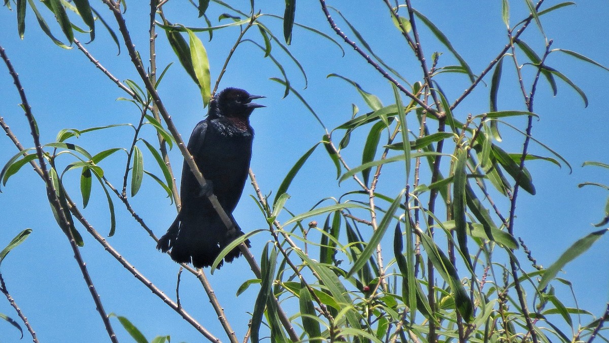 Каруг рудоголовий - ML646341216
