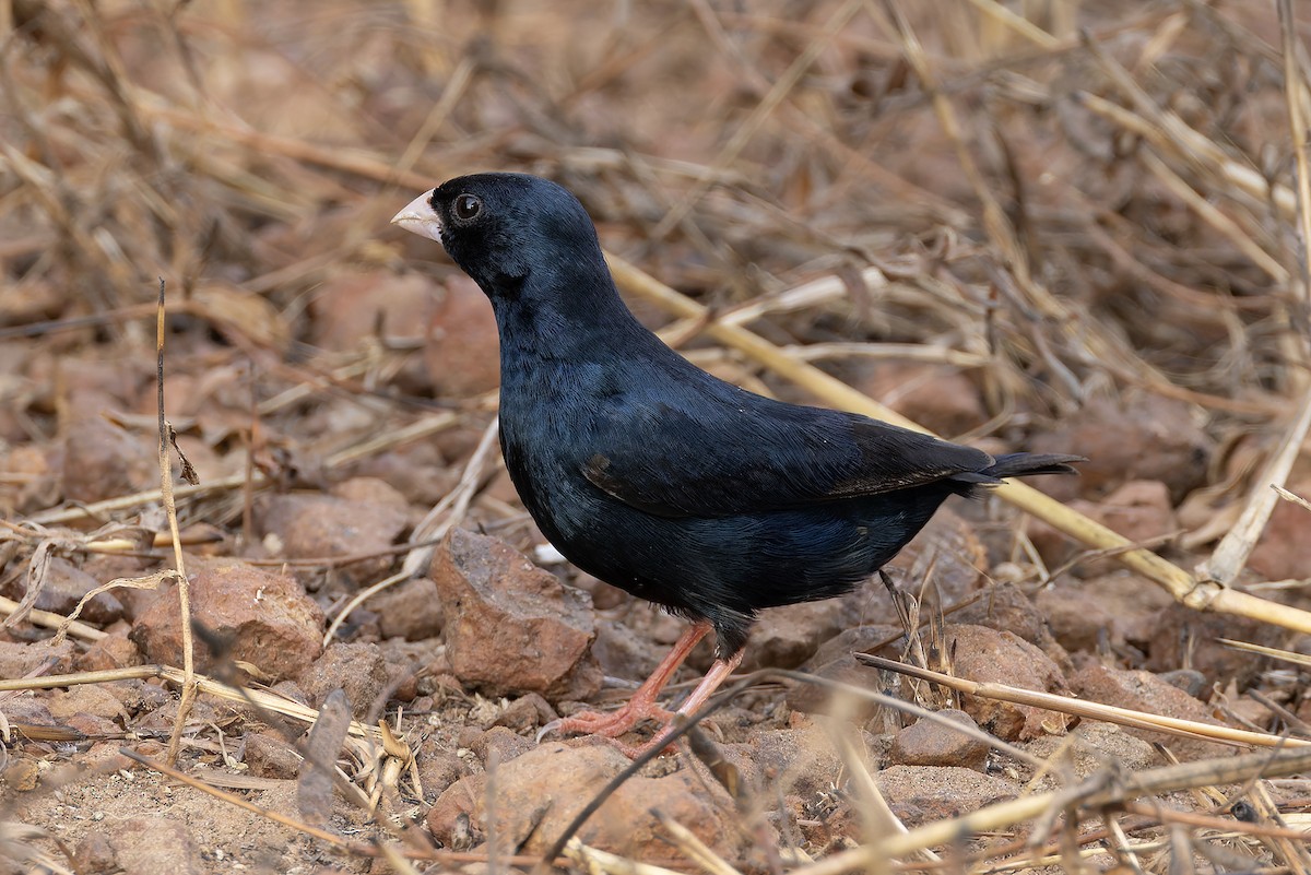 Вдовичка червононога - ML646341217