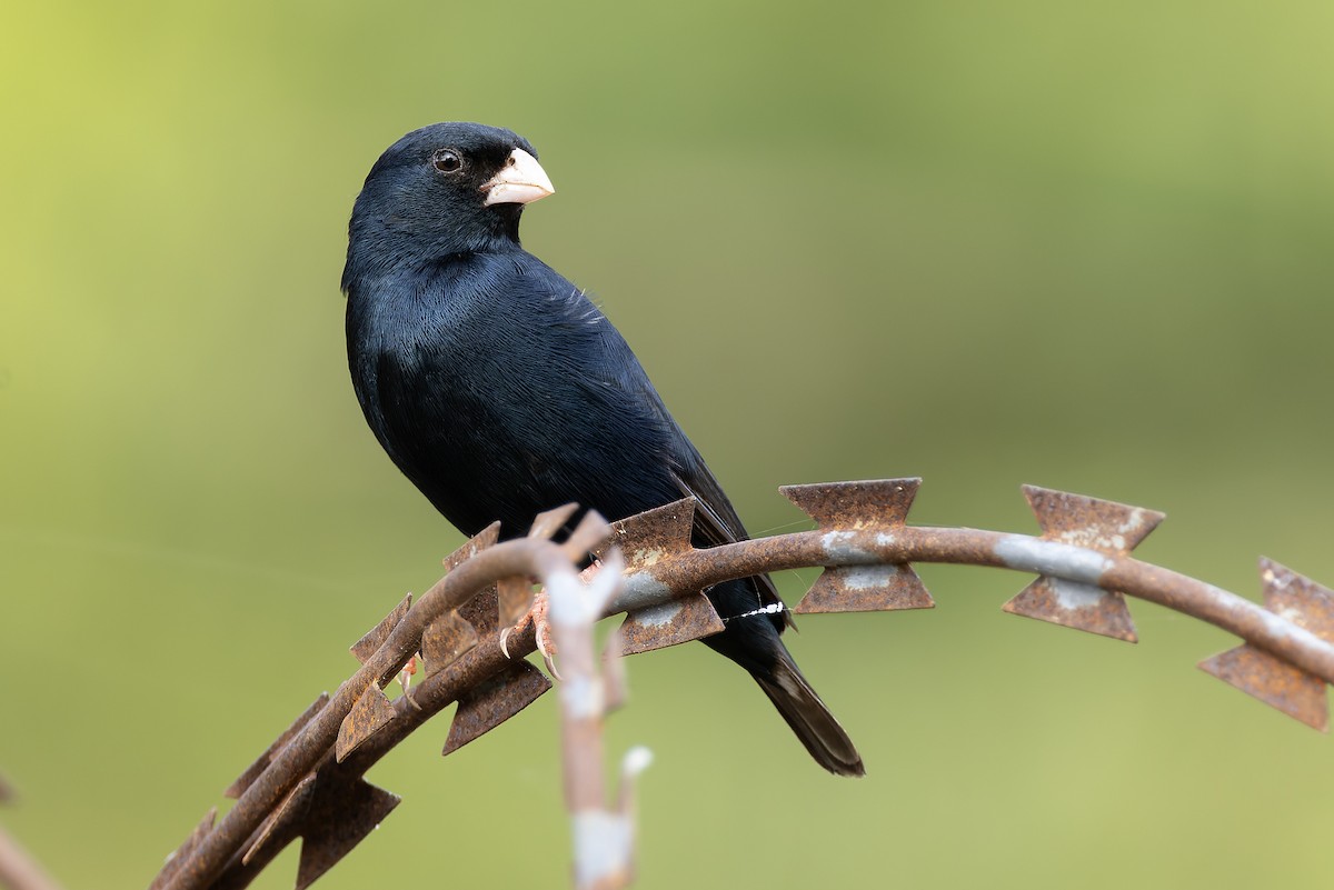 Вдовичка червононога - ML646341218