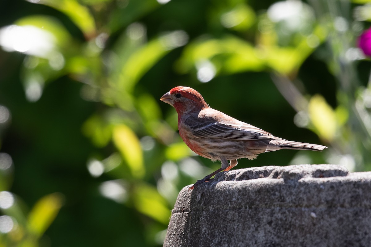 Чечевиця садова - ML646341219